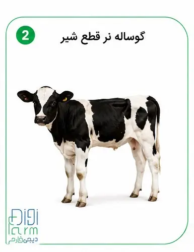 گوساله نر قطع شیر 