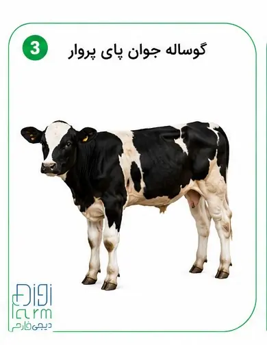 گوساله نر جوان پای پروار