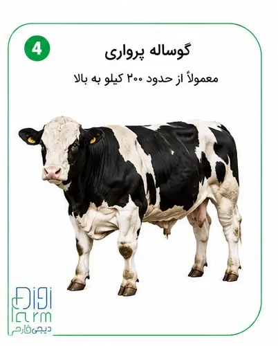 گوساله نر چاق پرواری 
