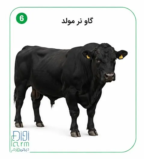 گاو نر مولد 