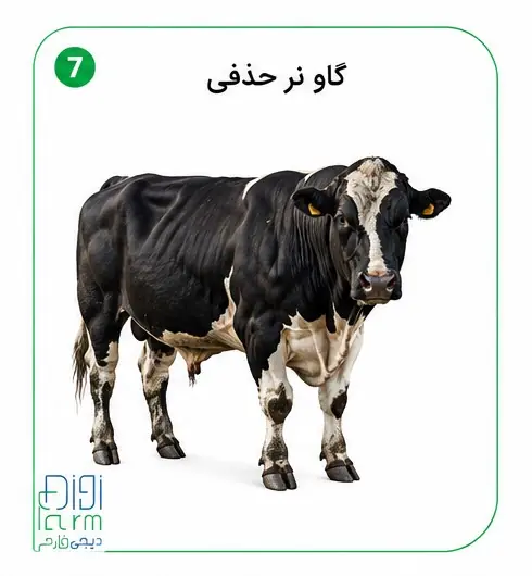 گاو نر حذفی 
