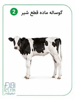 گوساله ماده قطع شیر 