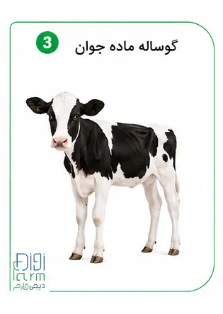 گوساله ماده جوان 
