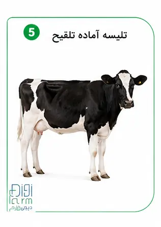 تلیسه آماده تلقیح 