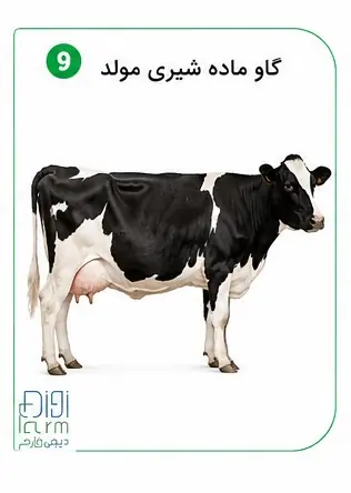 گاوه ماده مولد 