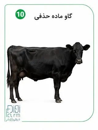 گاو ماده حذفی