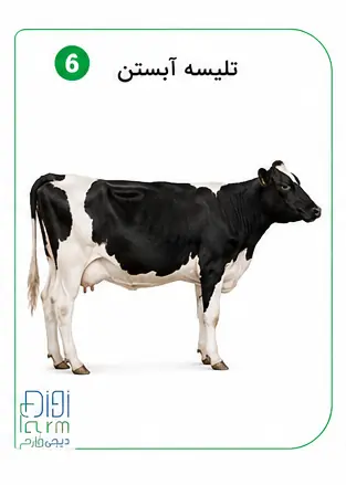 تلیسه آبستن