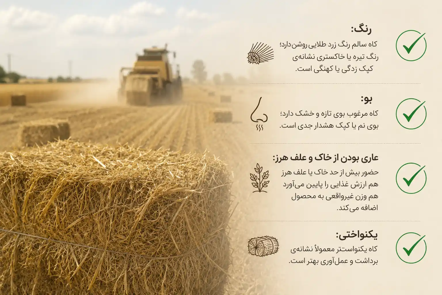 چگونه کاه گندم مرغوب را تشخیص دهیم