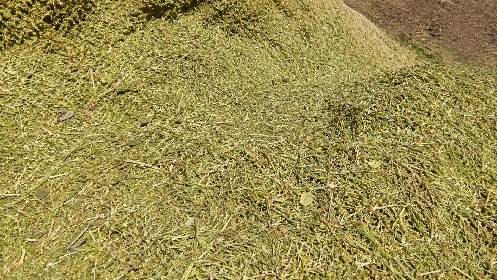 کاه عدس برای گاوهای شیری